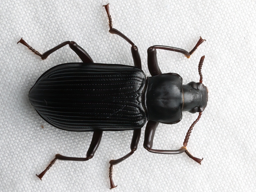 Promethis nigra