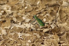 Ellipsoptera marutha