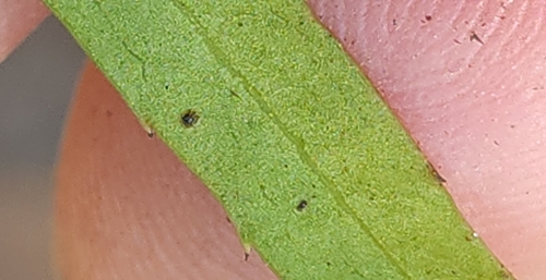 Image of Denhamia silvestris by (c) Nic Usher, some rights reserved (CC BY)