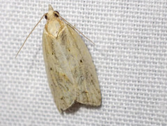 Clepsis therina