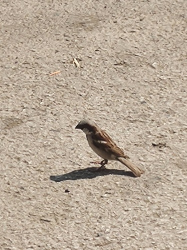 Indian House Sparrow