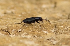 Cicindela nigrocoerulea