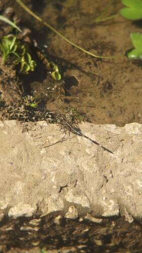 Slender Skimmer