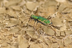 Ellipsoptera marutha