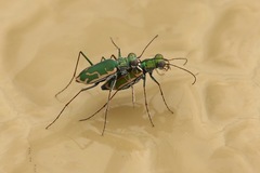 Ellipsoptera marutha