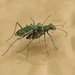 Aridland Tiger Beetle - Photo (c) Oscar Johnson, some rights reserved (CC BY-NC-ND), uploaded by Oscar Johnson