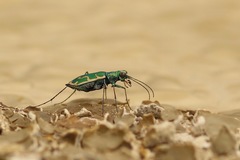 Ellipsoptera marutha