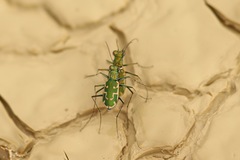 Ellipsoptera marutha