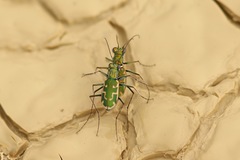Ellipsoptera marutha