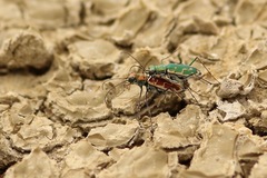 Ellipsoptera marutha