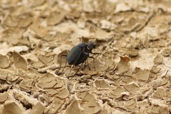 Cicindela nigrocoerulea