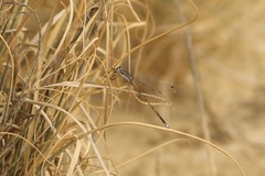 Lestes alacer