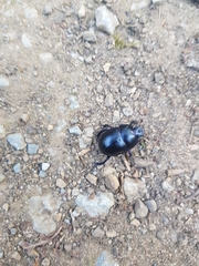 Anoplotrupes stercorosus