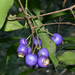 Syzygium oleosum - Photo (c) Tony Rodd, algunos derechos reservados (CC BY-NC-SA)