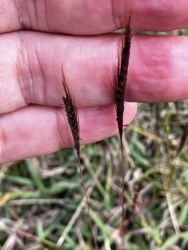 Dichanthium caricosum observed 2025-02-07