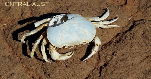 inland crab