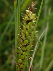 Carex rostrata