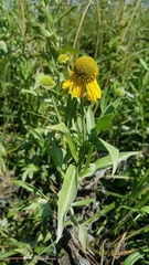Helenium autumnale