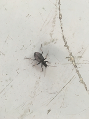 Calosoma