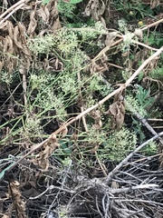 Falcaria vulgaris