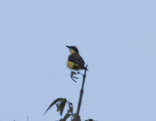 Yellow-throated Flycatcher (Conopias parvus), photo 4
