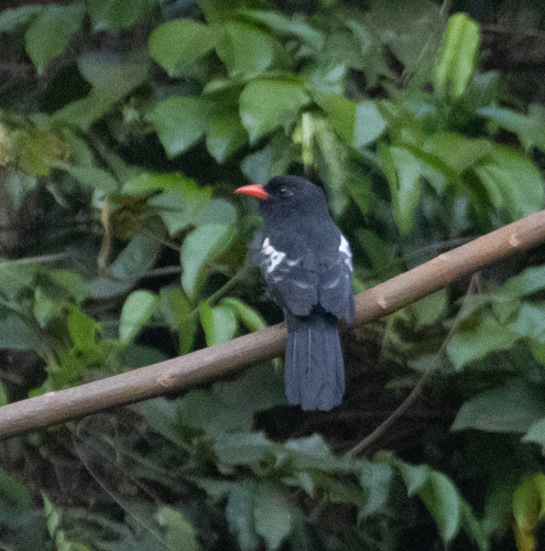 Black Nunbird (Monasa atra), photo 10