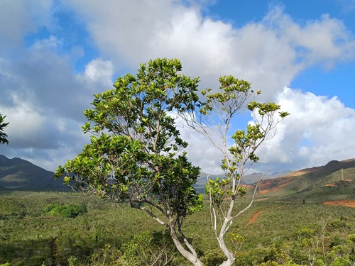 Arillastrum gummiferum observed 2025-01-30
