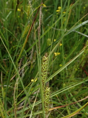 Carex rostrata
