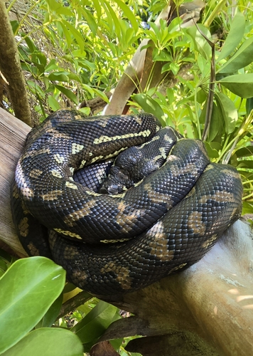 Coastal Carpet Python sighting