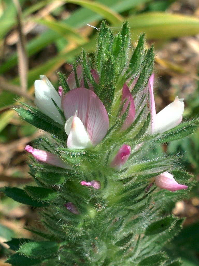 Ononis alopecuroides