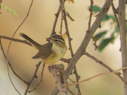 Mosquitero de Schwarz (Phylloscopus schwarzi)