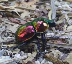 Trypocopris pyrenaeus