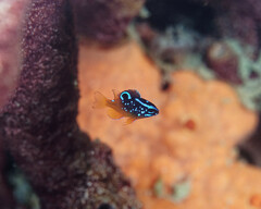 Lagoon Damselfish photo 5