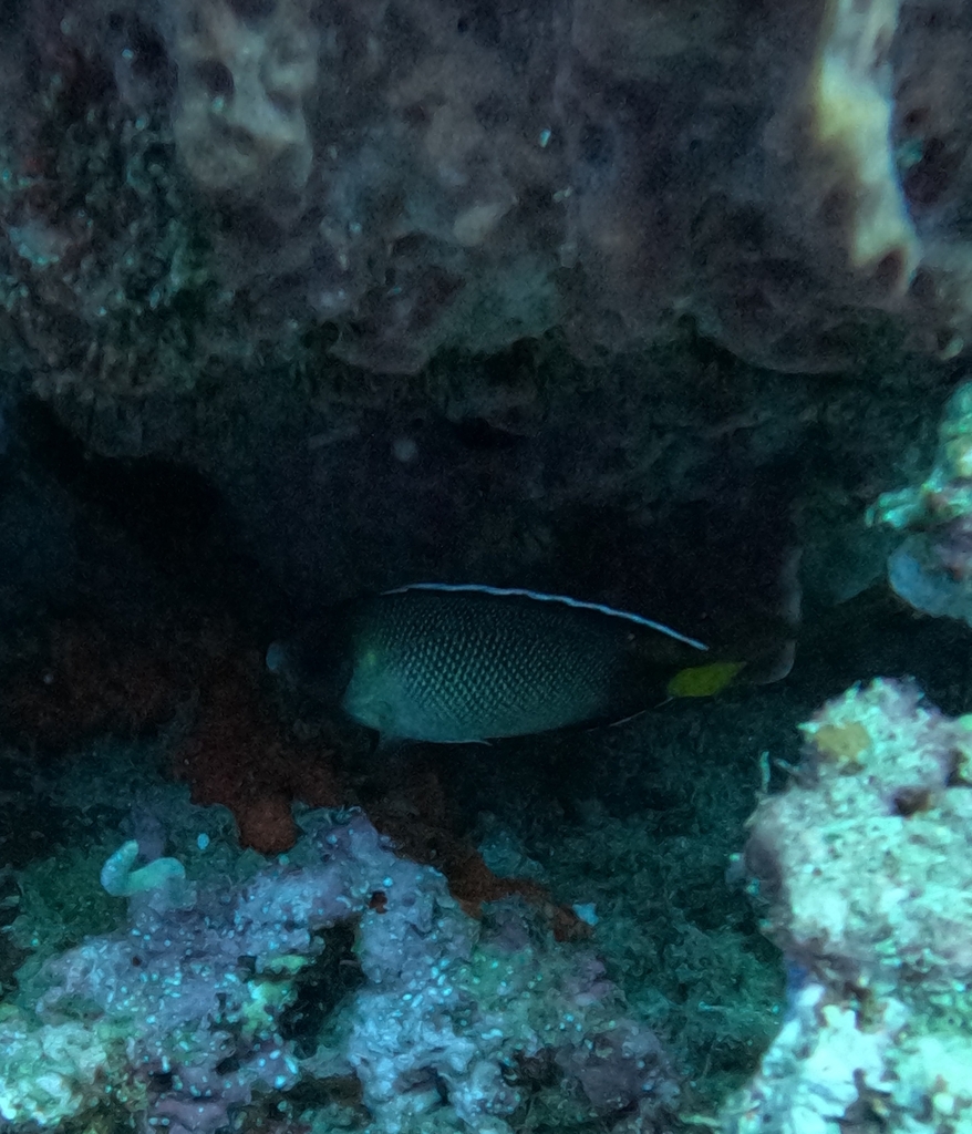 Photo of Yellowtail Angelfish (Apolemichthys xanthurus)