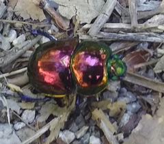 Trypocopris pyrenaeus