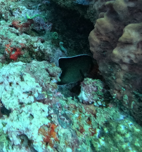 Photo of Yellowtail Angelfish (Apolemichthys xanthurus)