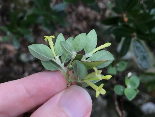 Diplomorpha pauciflora iNat (1)