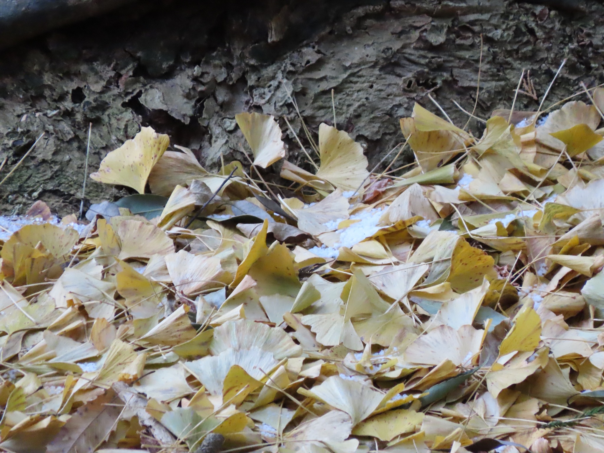 Imagem de Ginkgo