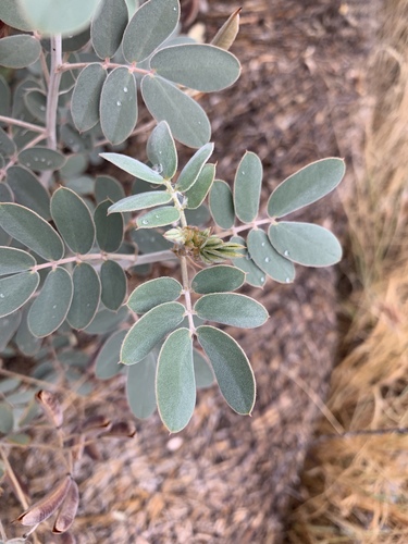 Coues' senna