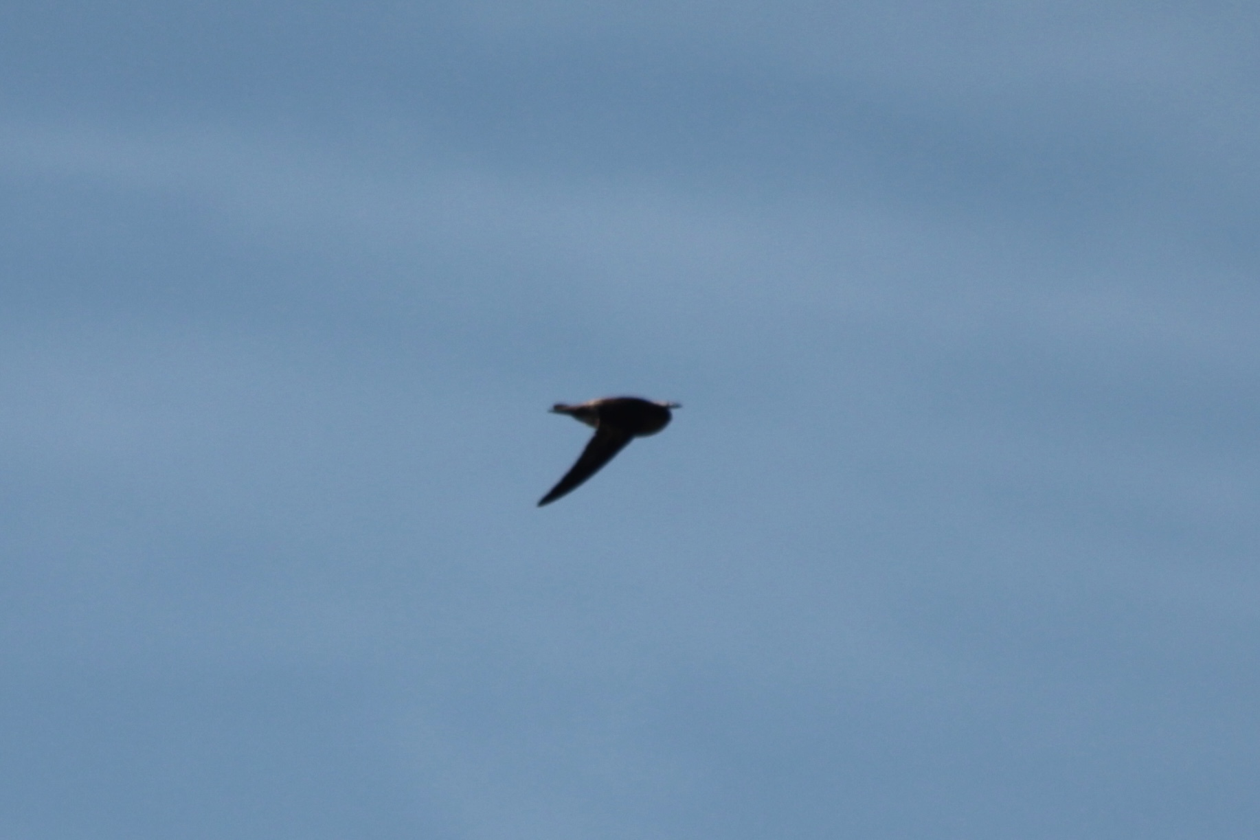 Mascarene Swiftlet (Aerodramus francicus), photo 6