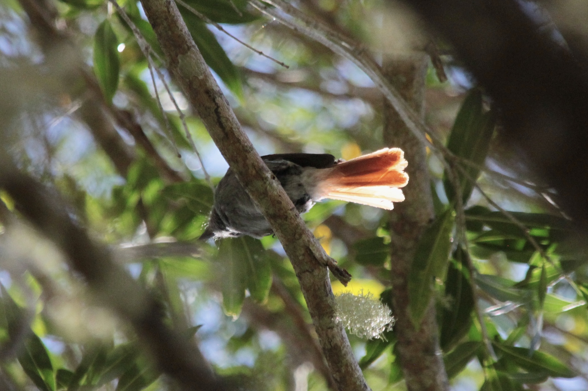 Mascarene Paradise Flycatcher (Terpsiphone bourbonnensis), photo 9