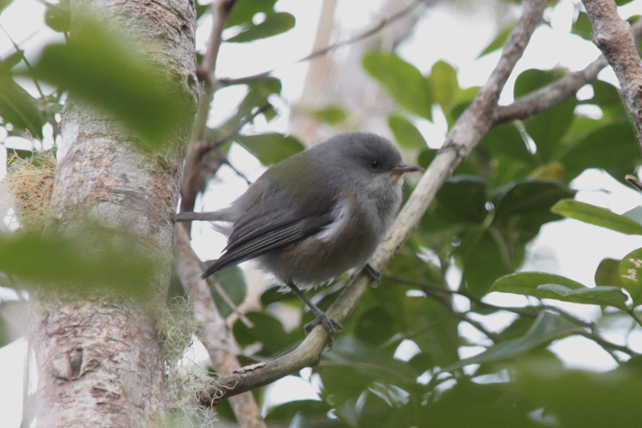 Reunion Grey White-eye (Zosterops borbonicus), photo 3