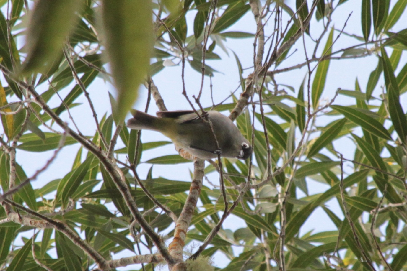 Reunion Olive White-eye (Zosterops olivaceus), photo 2