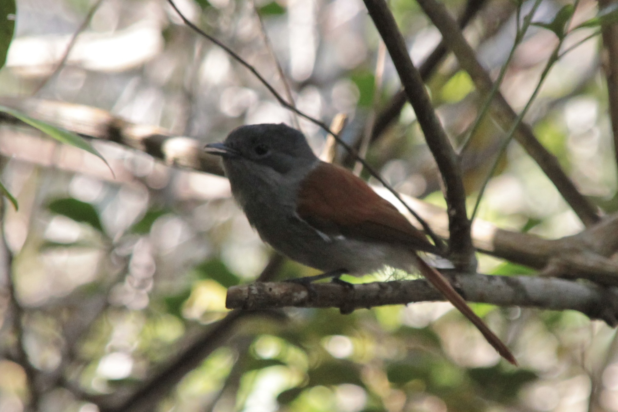 Mascarene Paradise Flycatcher (Terpsiphone bourbonnensis), photo 10