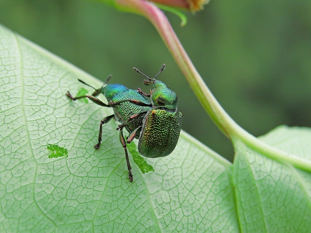Byctiscus rugosus from Иркутский р-н, Иркутская обл., Россия on June 6 ...