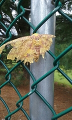 Xanthotype urticaria