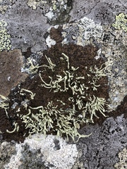 Ramalina cuspidata