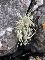 Ramalina cuspidata