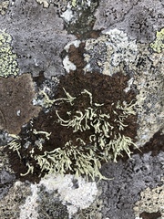 Ramalina cuspidata