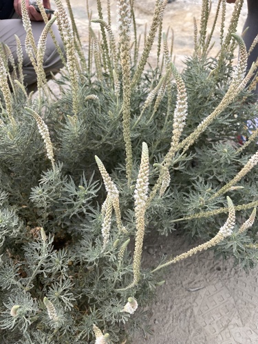 ورث برگ پهن، اسپرک برگ پهن (Reseda aucheri)